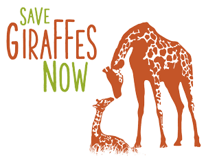 News And Updates Save Giraffes Now