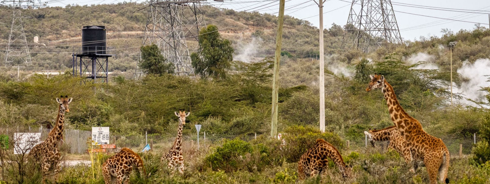 The Problem | Save Giraffes Now | Why Giraffes? Why Now?