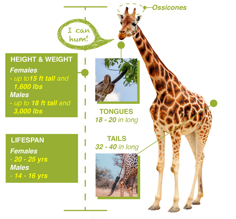 Giraffe Facts Save Giraffes Now