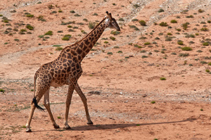 save-giraffes-aerial-survey-giraffe