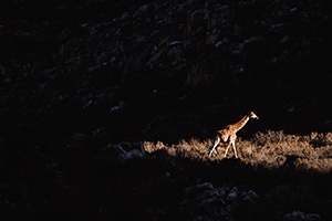 save-giraffes-aerial-survey-shadow