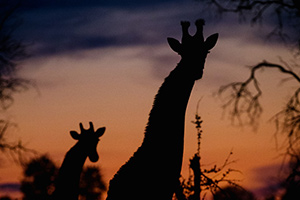 save-giraffes-aerial-survey-silhouette