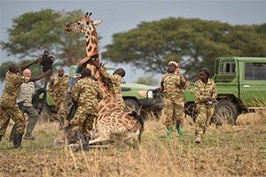 giraffe-de-snaring-uganda
