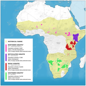 The Problem | Save Giraffes Now | Why Giraffes? Why Now?