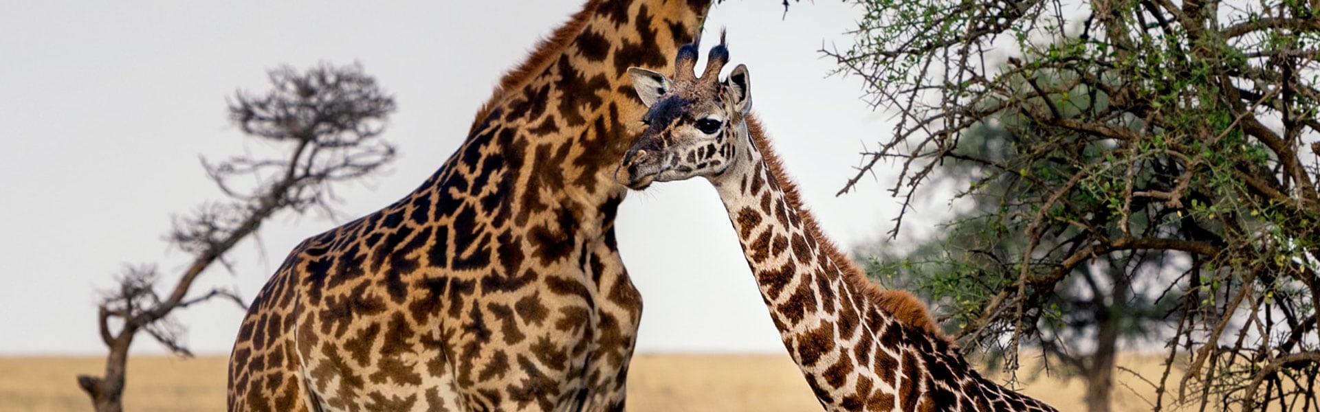 young-masai-giraffe