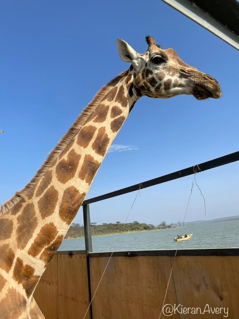 In The Press: Another giraffe floated to safety from island, in fourth