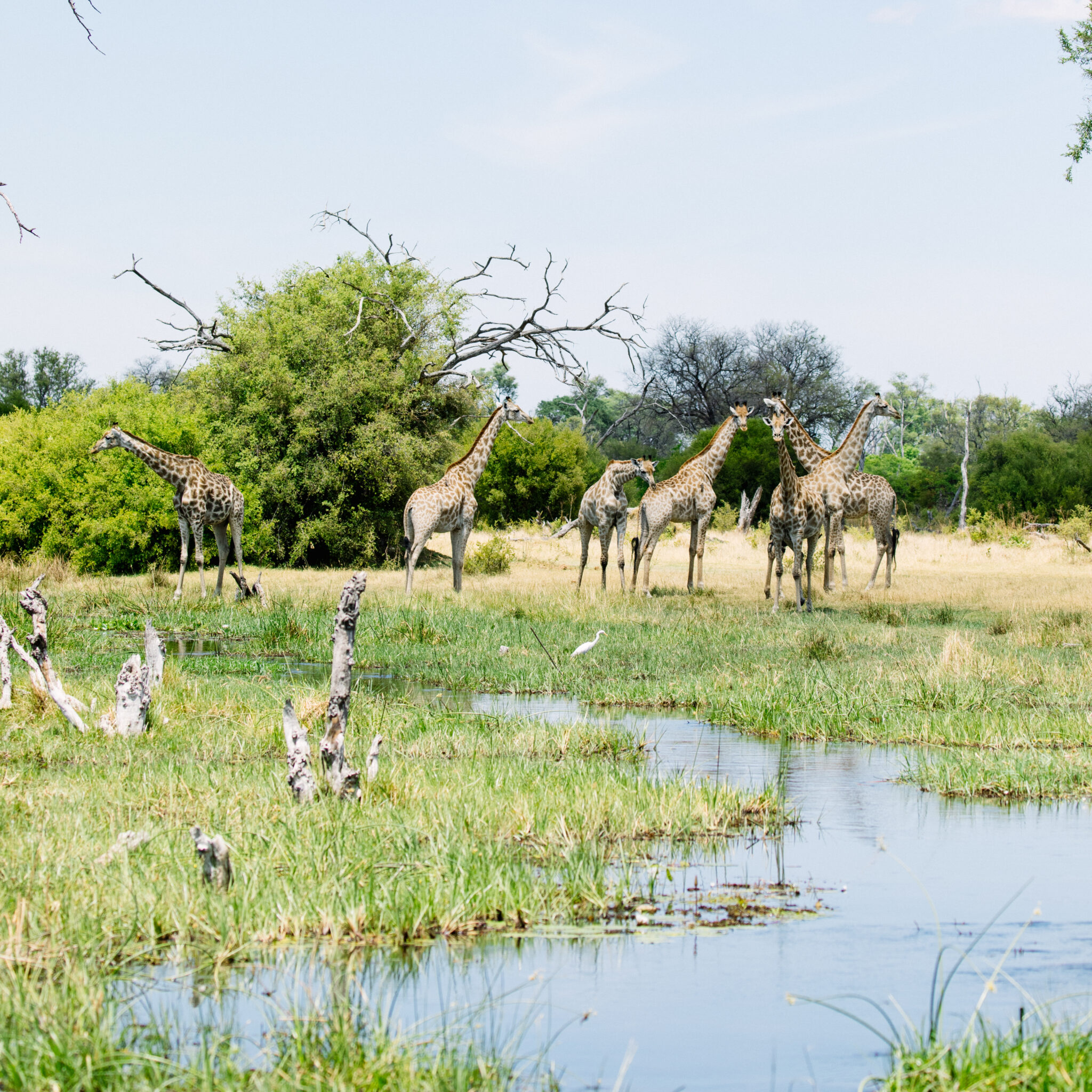 South African Giraffe Rapid Assessment | Save Giraffes Now