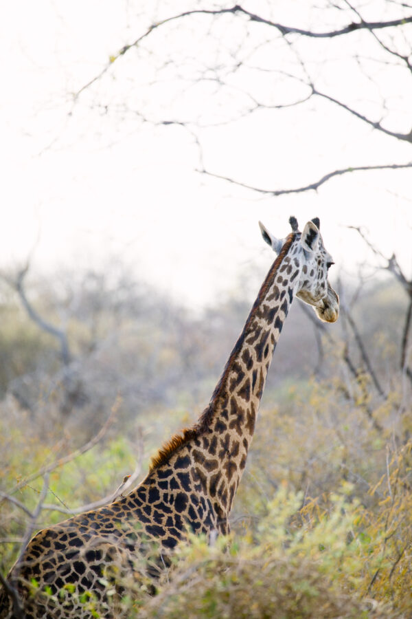 Counting Endangered Giraffe from Space | Save Giraffes Now