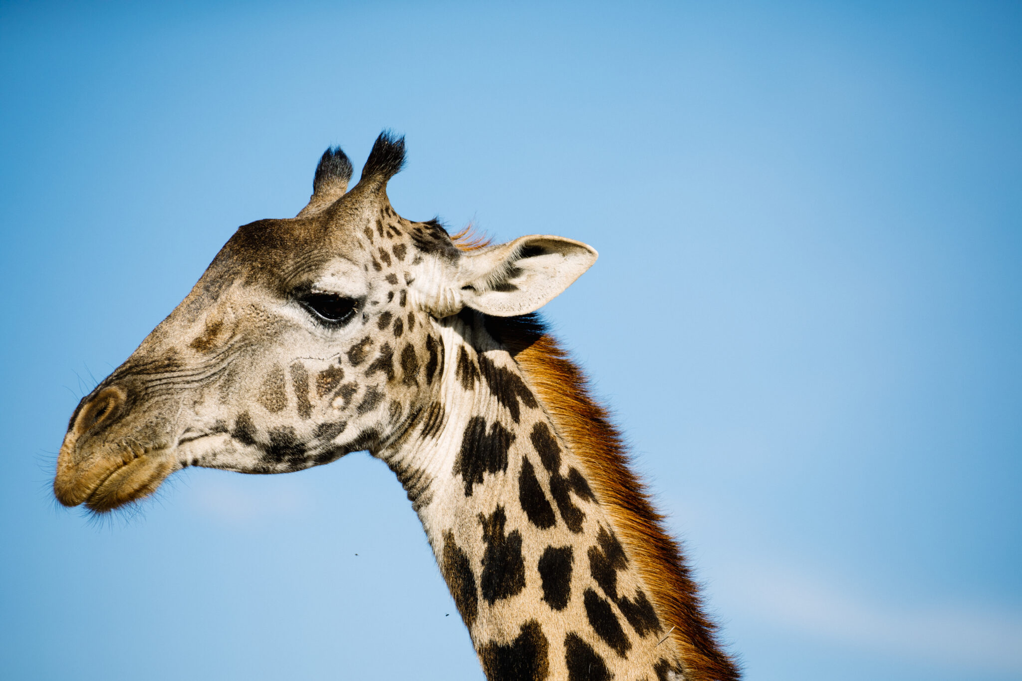 Counting Endangered Giraffe From Space | Save Giraffes Now