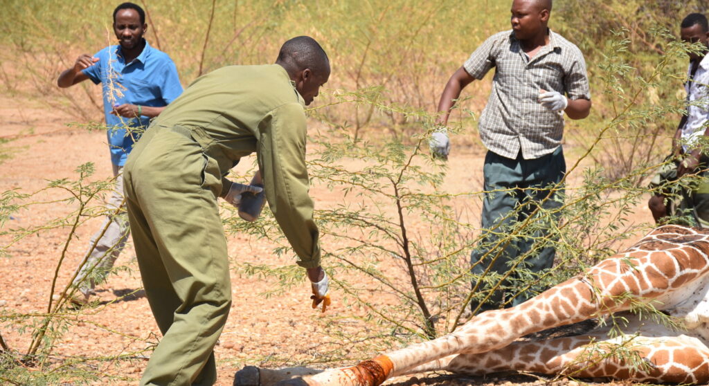 Improving Snare Wound Protocols