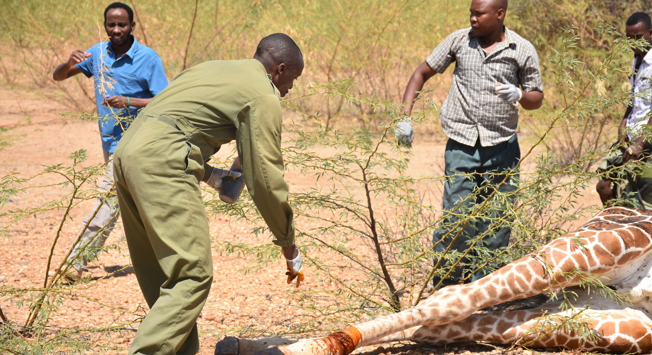 Desnared giraffe wound treated