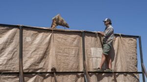 Rothschild’s giraffe rescue