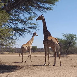 Increasing Genetic Diversity