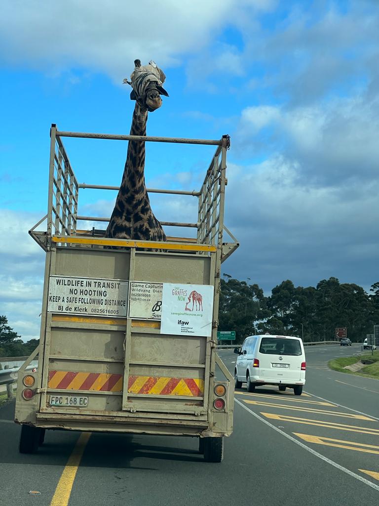 Photo Jul 07, 3 30 38 PM Emergency Giraffe Rescue in South Africa