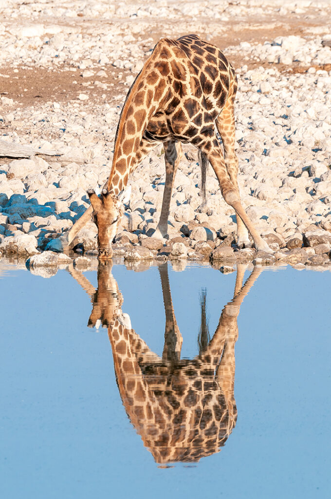 Giraffe drinking water