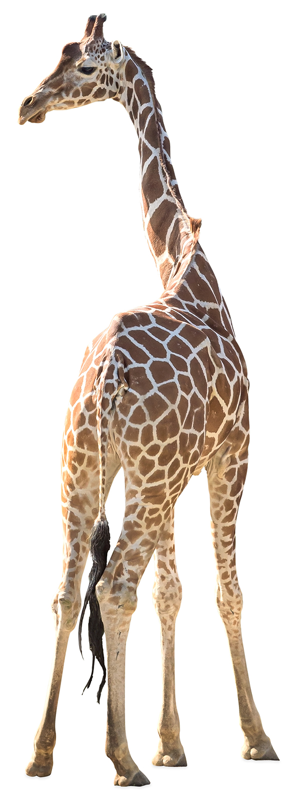 Giraffe on white background