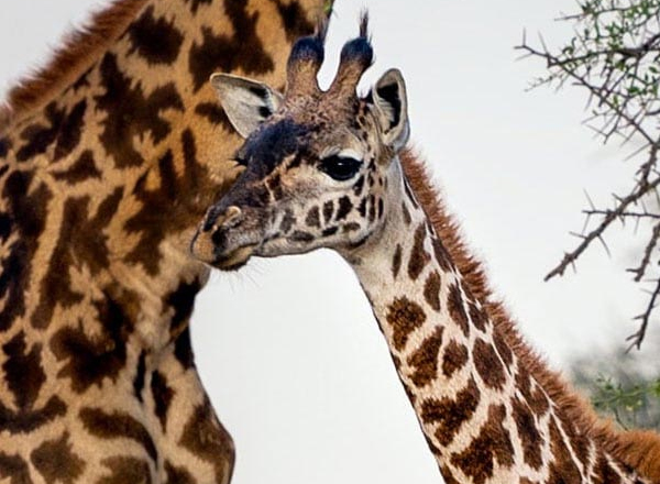 masai giraffe
