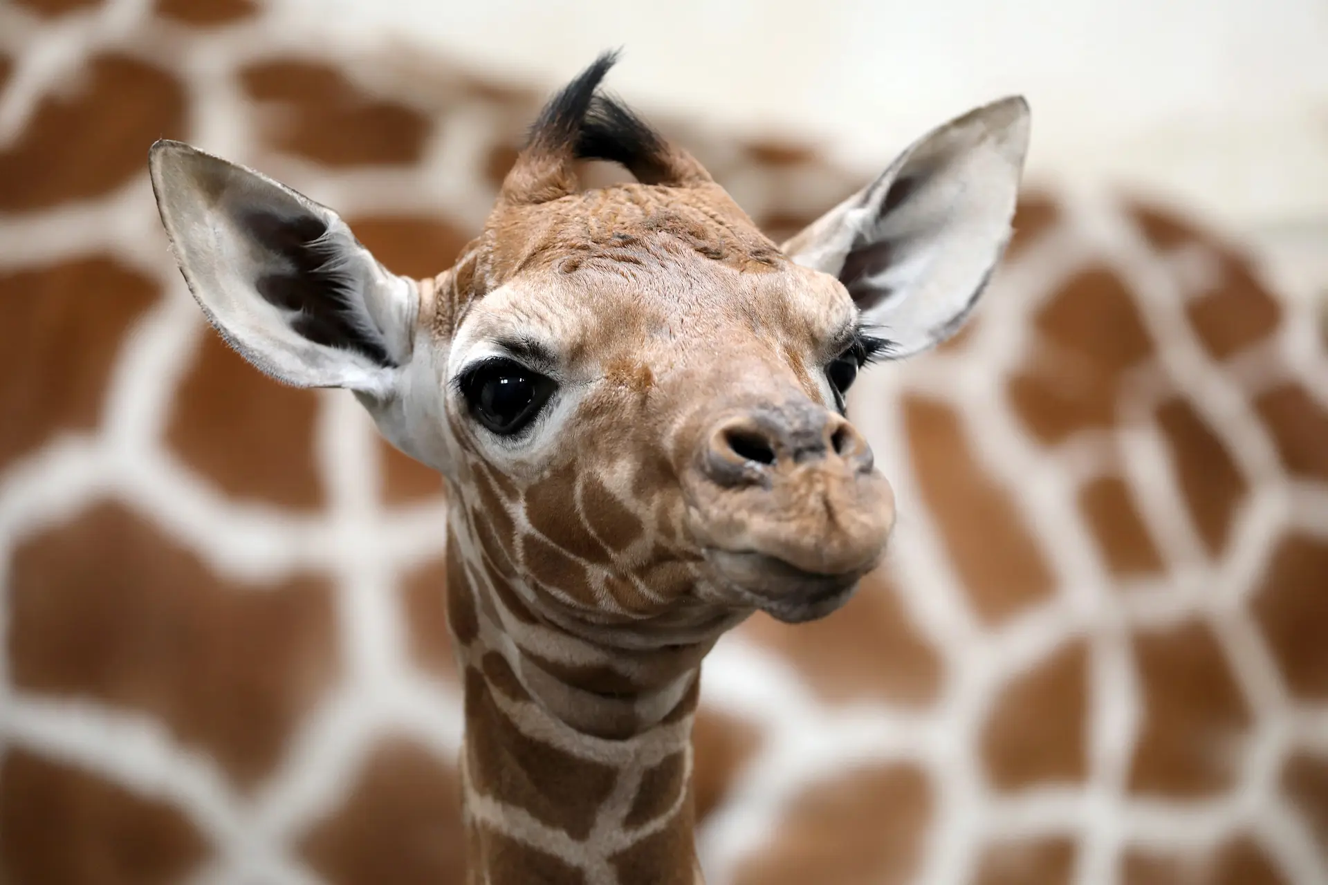 are giraffes going extinct