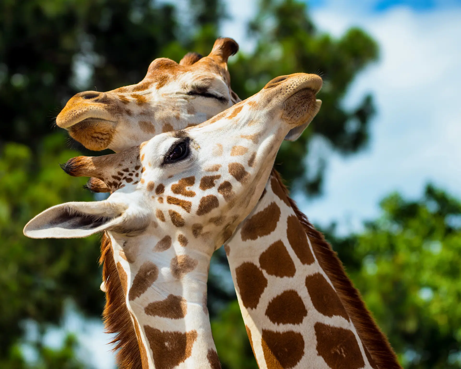 how can we help save giraffes