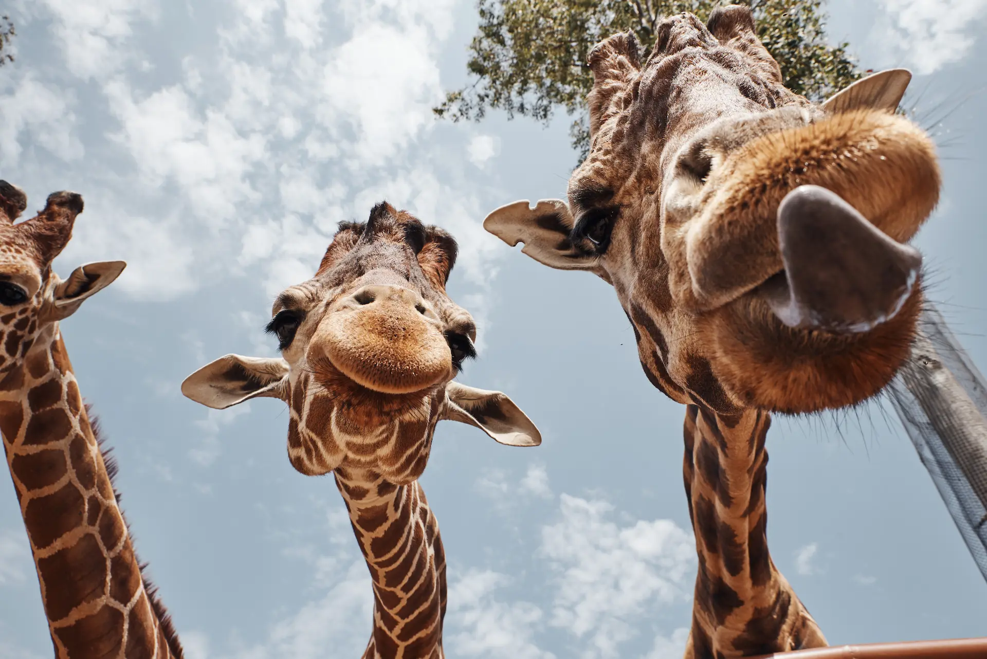 12+ Fascinating Facts About Giraffes