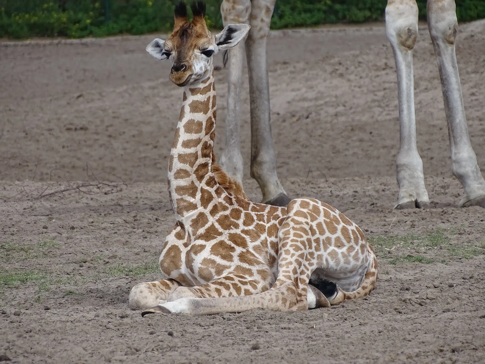 How Do Giraffes Sleep?