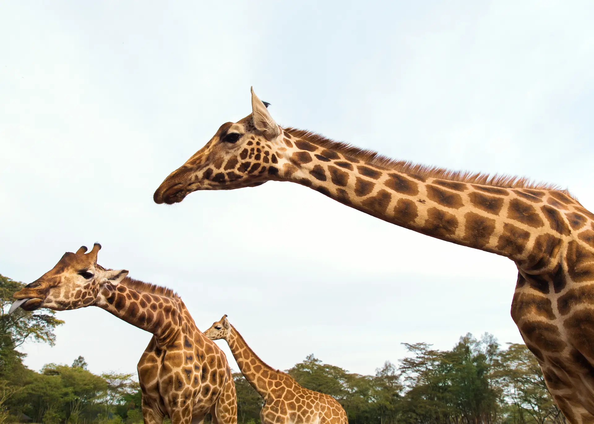 How Tall Are Giraffes?