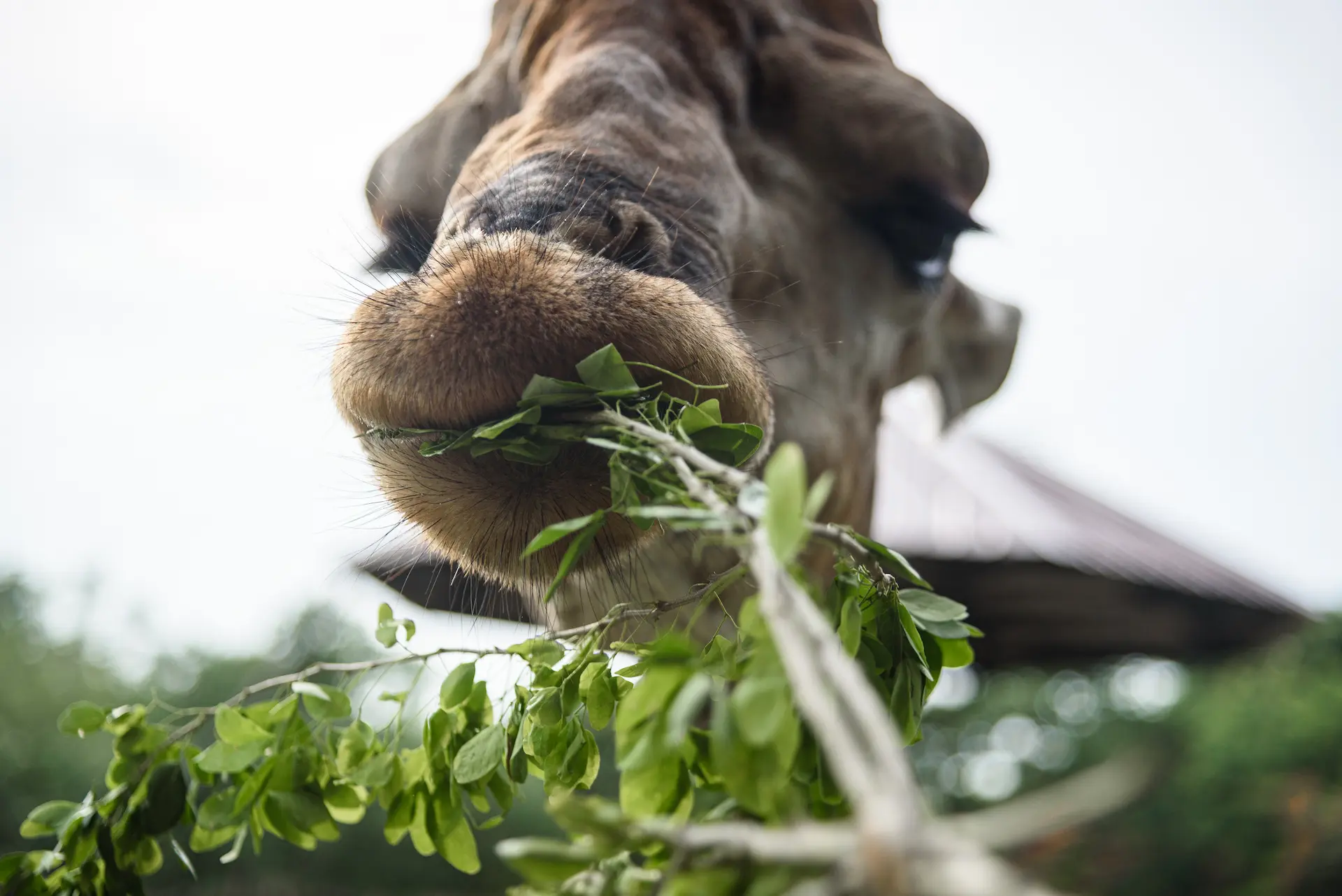 What Do Giraffes Eat?