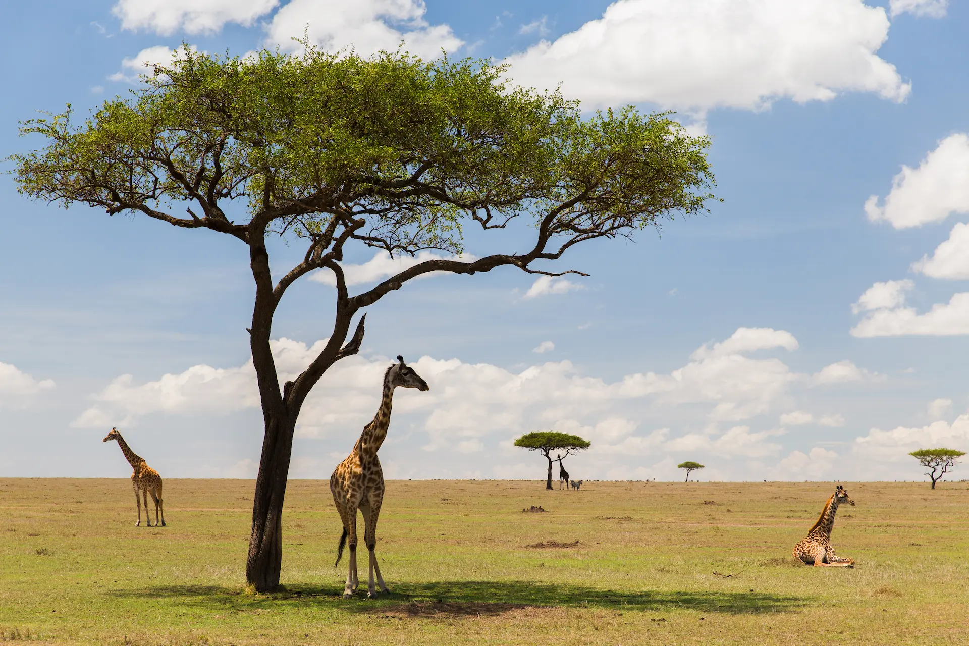 Where Do Giraffes Live?