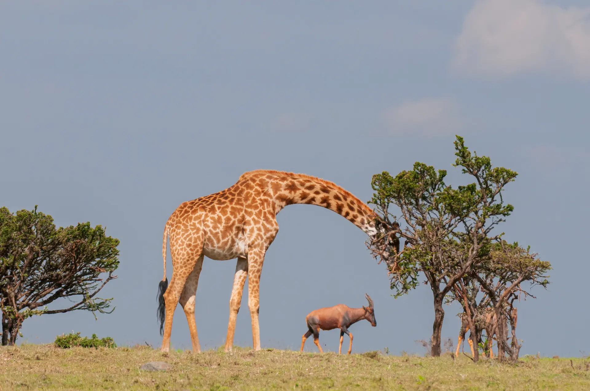 Why Do Giraffes Have Long Necks