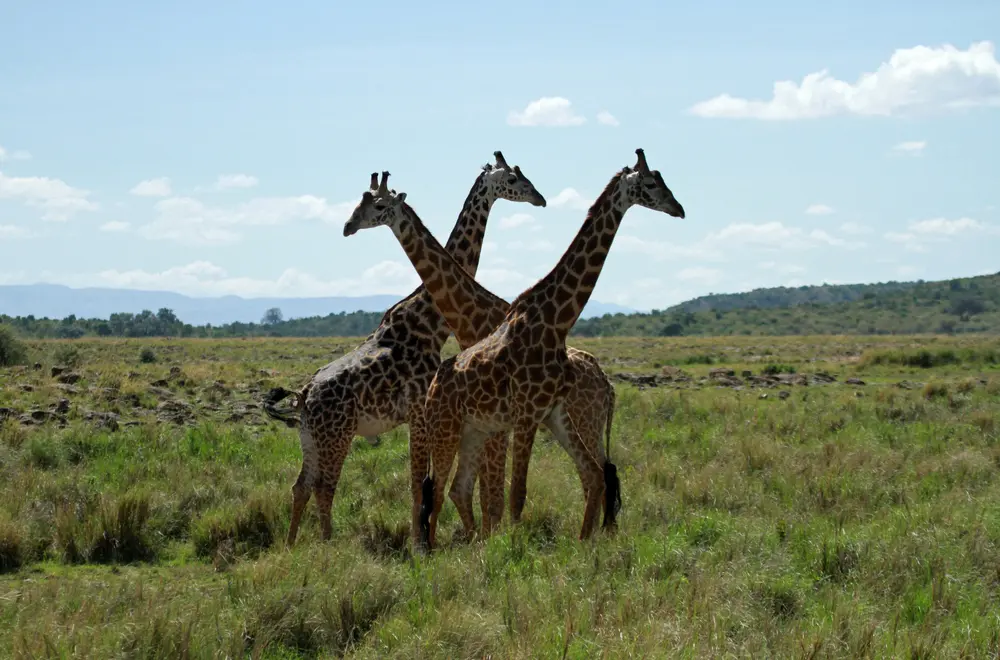 Giraffes, More Friendly Than Not:  Why are Giraffes Considered Gentle Giants?
