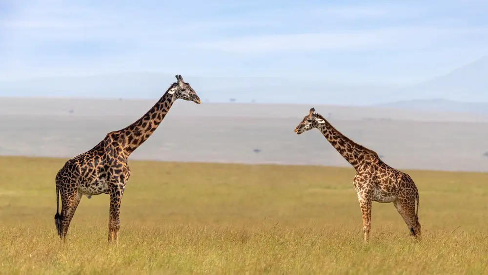 Are Giraffes Herbivores?