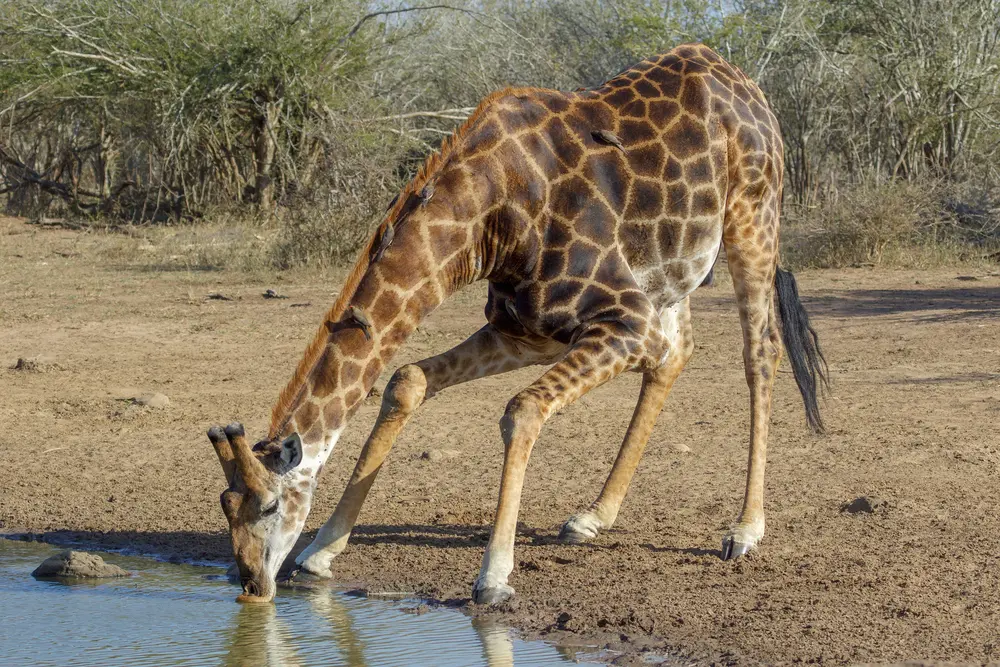 Can Giraffes Swim?