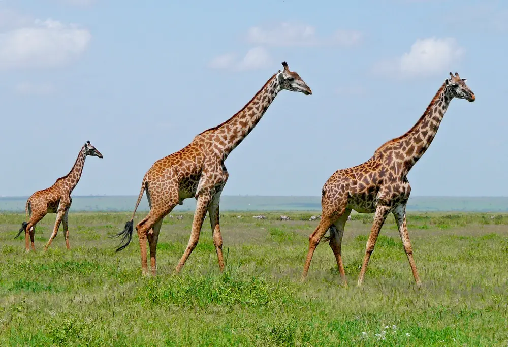 The Different Types of Giraffes in Africa