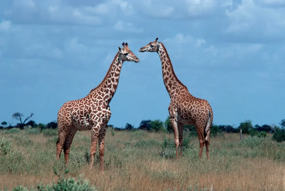 Do Giraffes Have Vocal Cords?