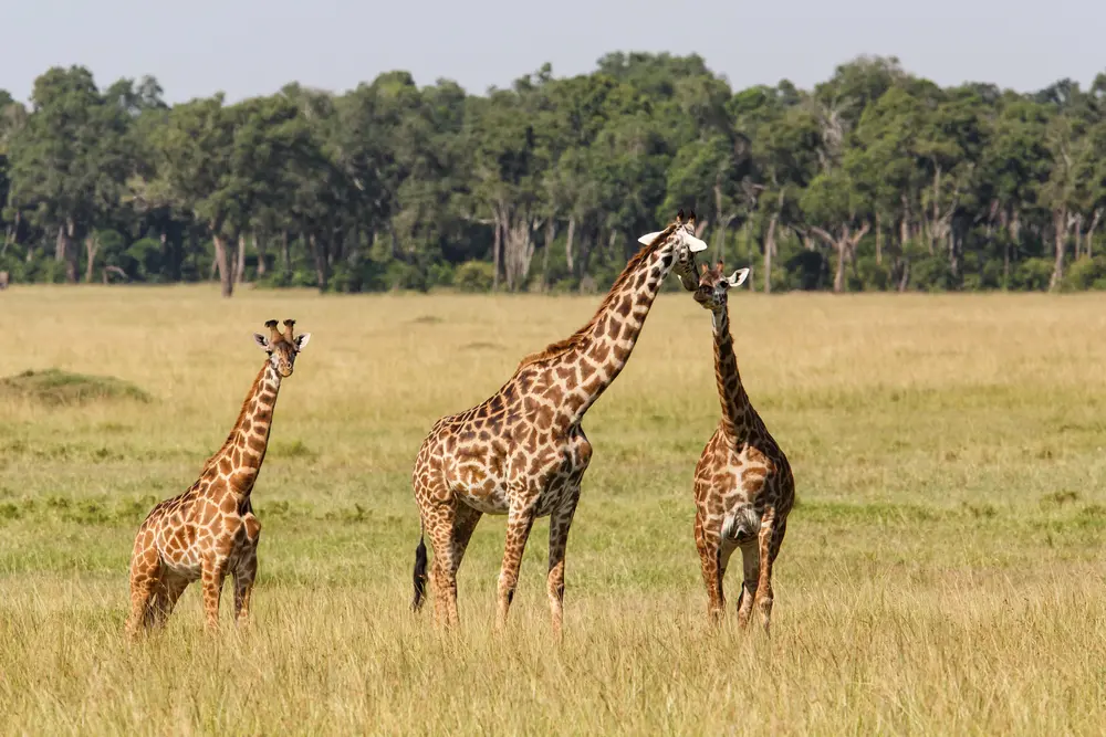 evolution of giraffes