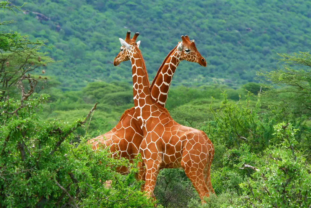 how do giraffes mate