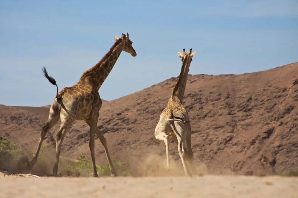 How Fast Can Giraffes Run?