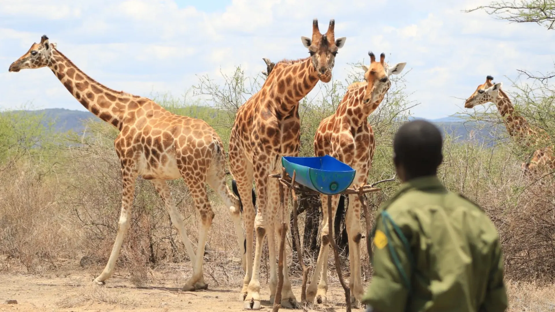 How Giraffe Conservation Is Helping Foster Peace in Kenya’s Baringo Region
