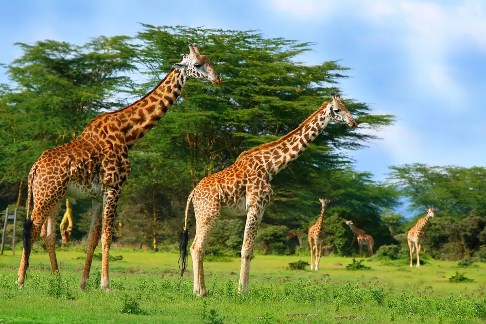 how much do giraffes weigh