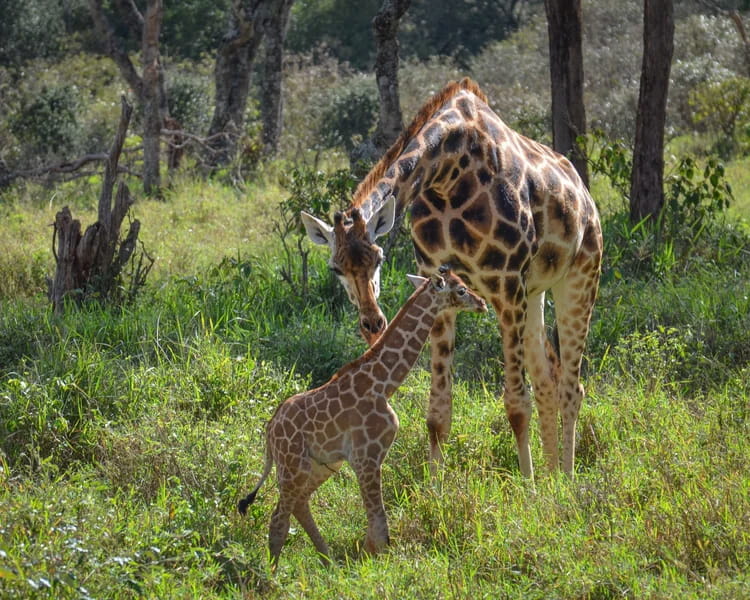 Saving Giraffes: How a Dallas-Based Nonprofit Is Protecting One of Africa’s Most Overlooked Species