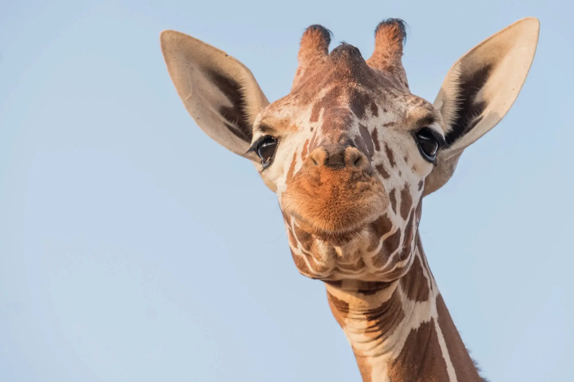 How “Saving Giraffes: The Long Journey Home” Highlights Giraffe Conservation