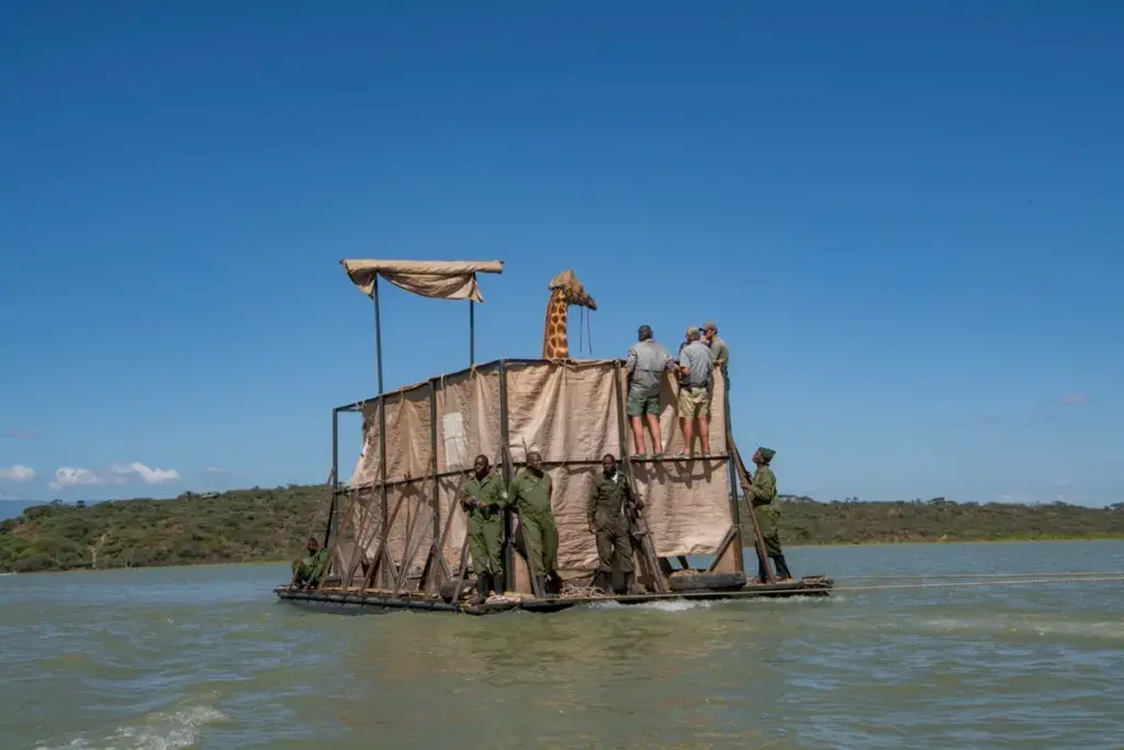 Giraffes Rescued from Flooded Island in Kenya