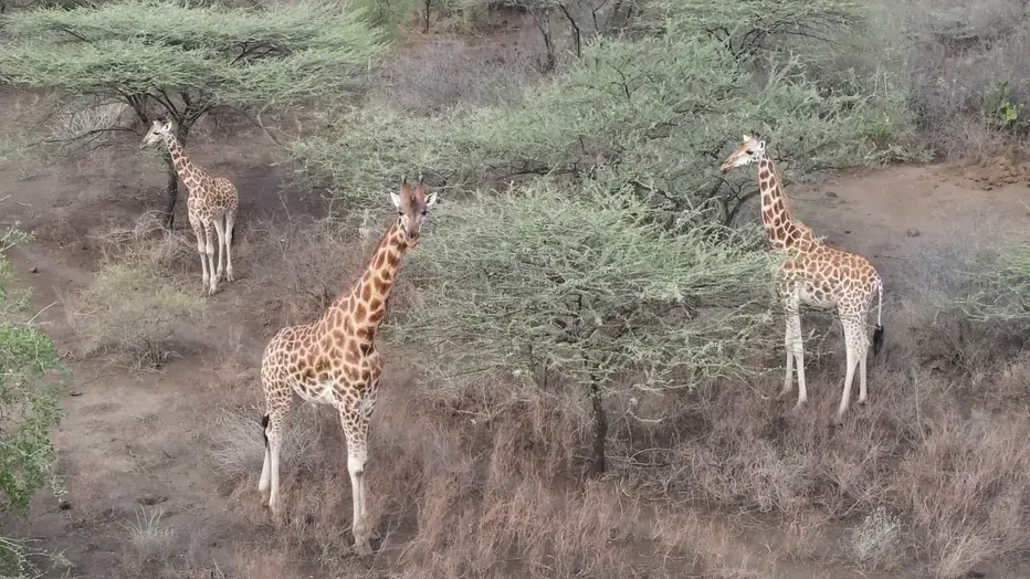 Mission Accomplished: Nine Endangered Giraffes Rescued in Kenya