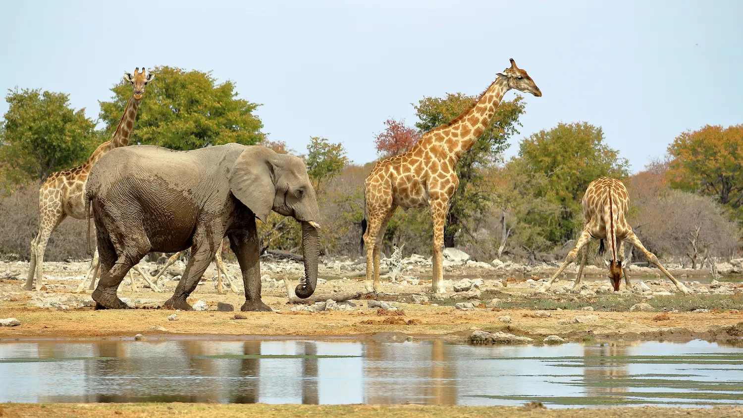 Why Giraffe Populations Are Declining Faster Than Elephants