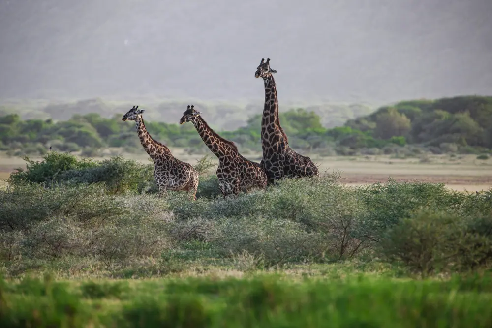 giraffes druing storm