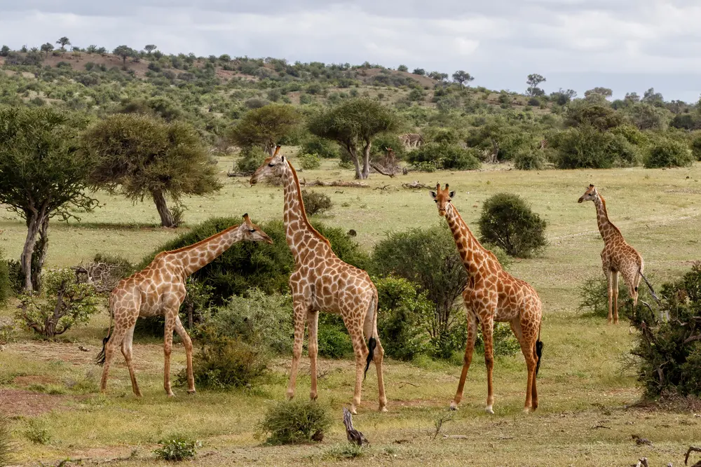 giraffes ecological role