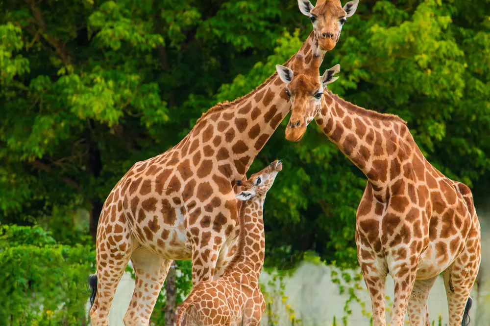 giraffes family