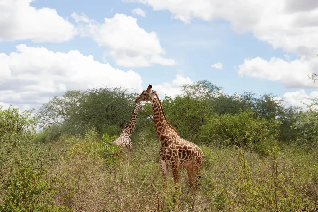Giraffes Geographic Distribution and Habitat Fragmentation