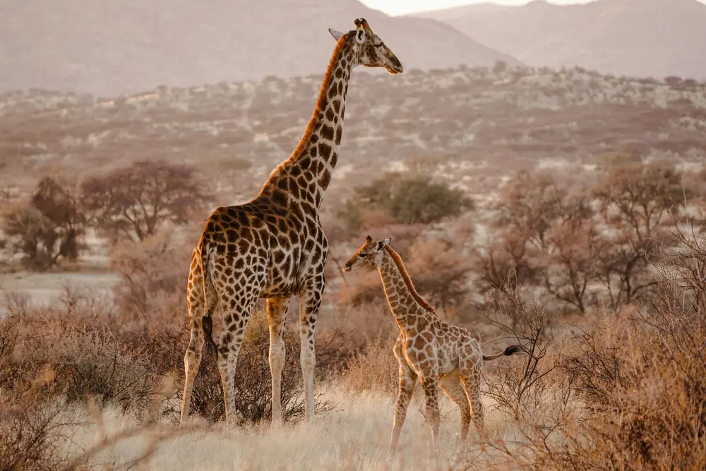Hogle Zoo Highlights Giraffe Conservation Through Pregnancy Announcement