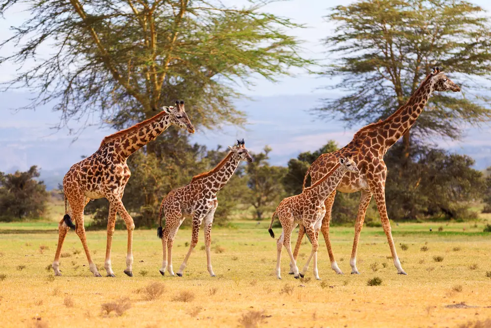 how many vertebrae do giraffes have